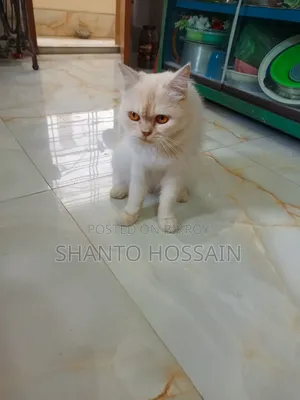 1+ Year Female Purebred Persian