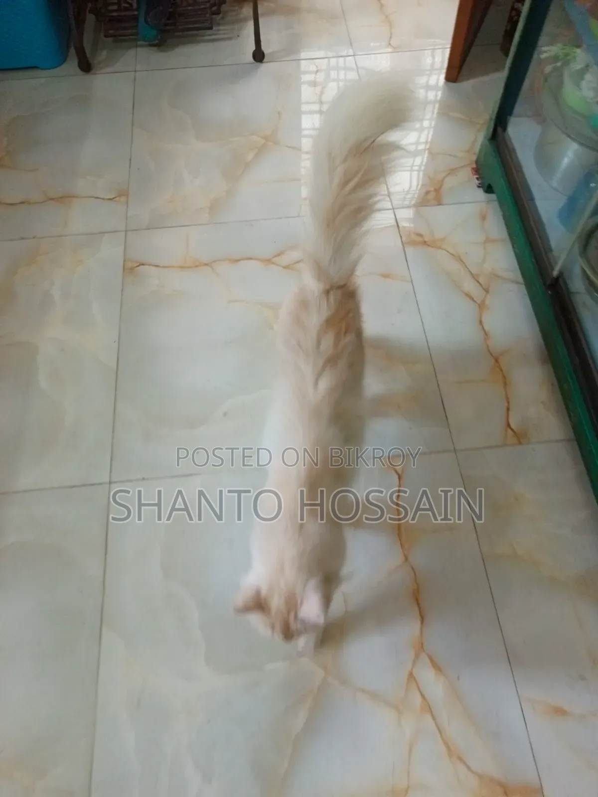 1+ Year Female Purebred Persian