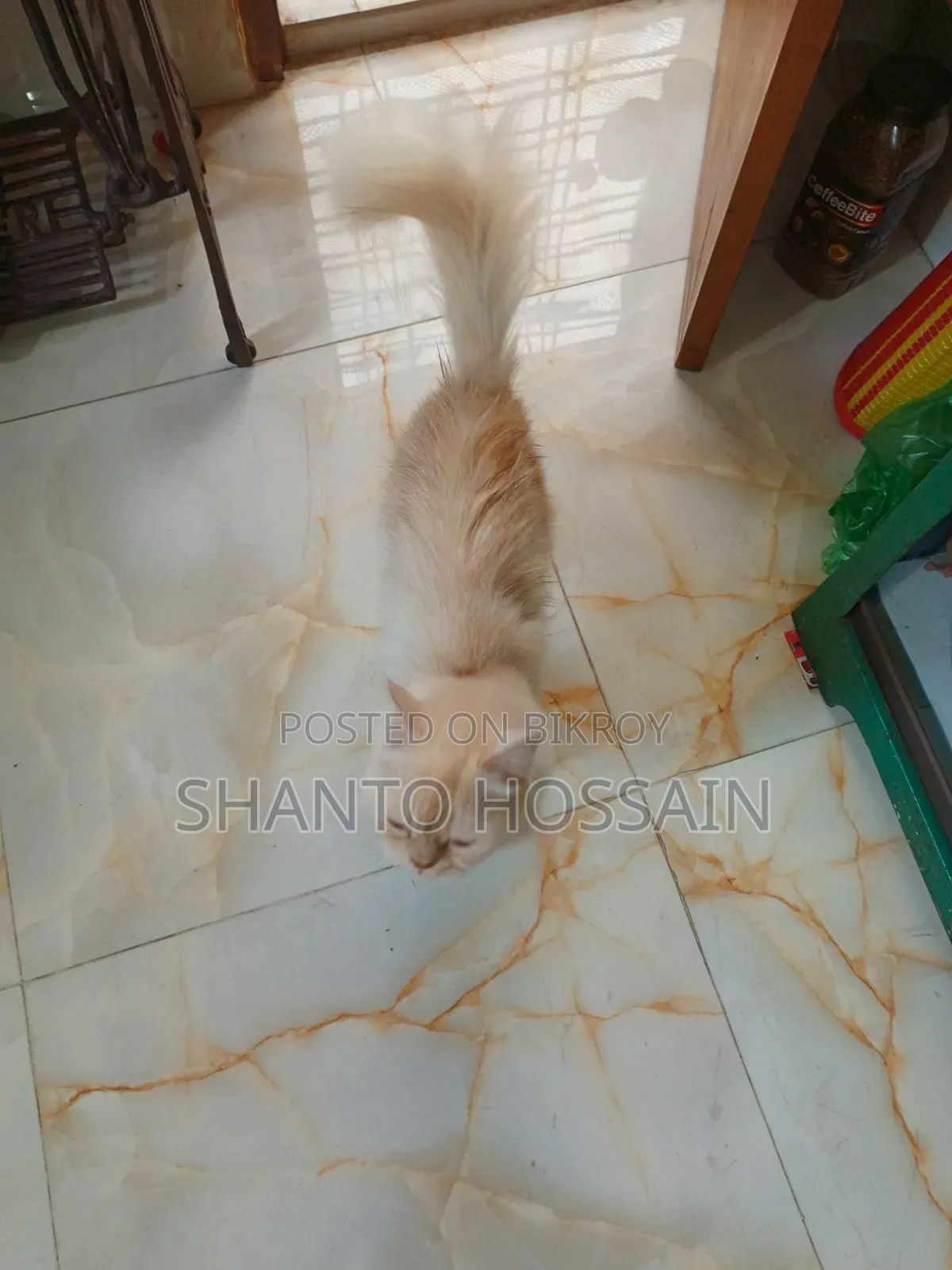 1+ Year Female Purebred Persian