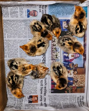 গো‌ল্ডেন সেব্রাইট বাচ্চা