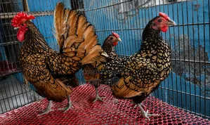 গো‌ল্ডেন সেব্রাইট বাচ্চা