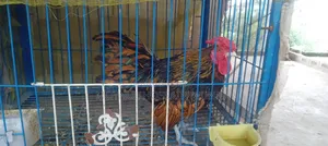 গোল্ডেন সাব্রাইটাল মোরগ