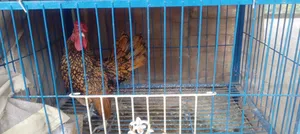 গোল্ডেন সাব্রাইটাল মোরগ