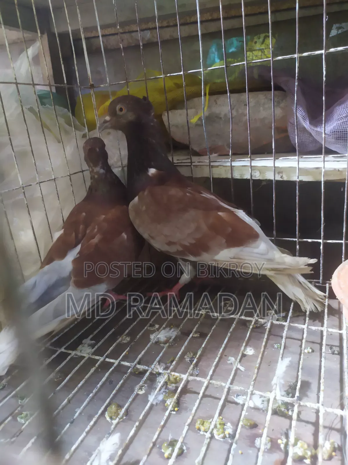 Koka Pigeon