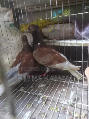 Koka Pigeon