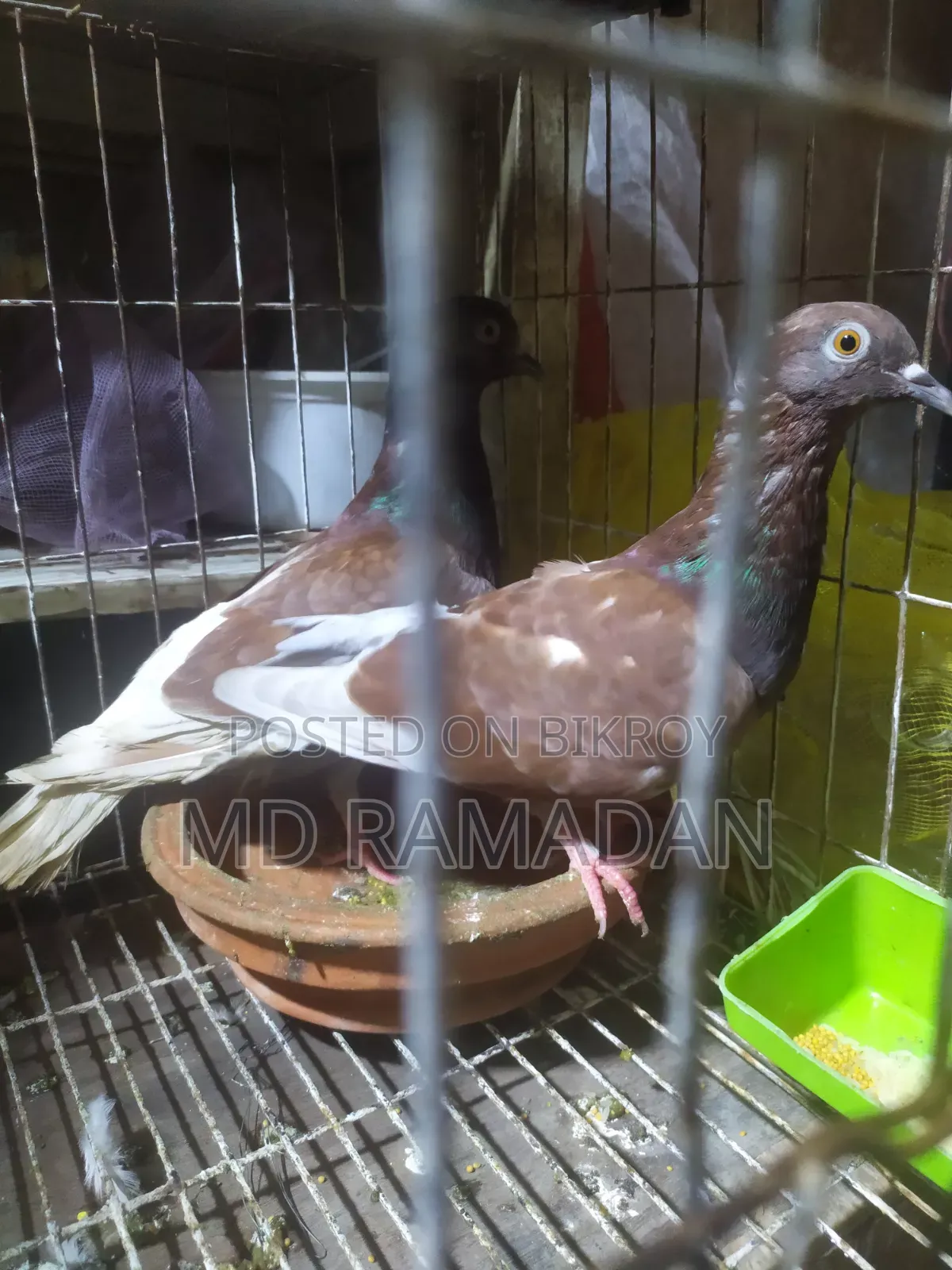 Koka Pigeon