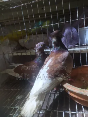 Koka Pigeon