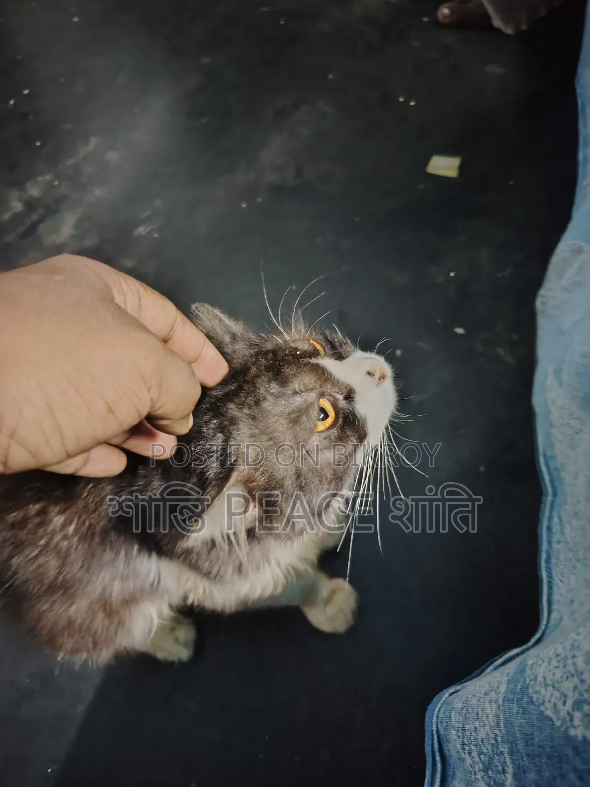 6-12 Months Male Purebred Persian