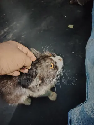 6-12 Months Male Purebred Persian