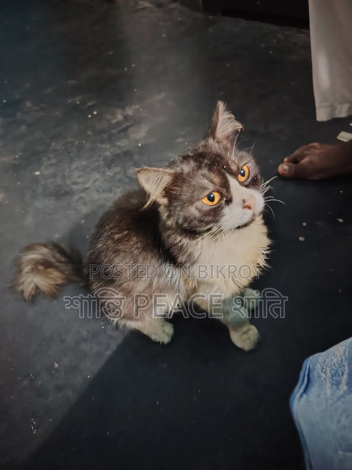 6-12 Months Male Purebred Persian