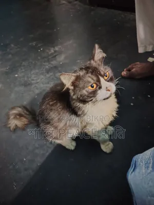 6-12 Months Male Purebred Persian
