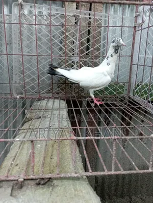 গিরিবাজ কবুতর