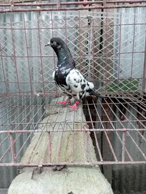 গিরিবাজ কবুতর