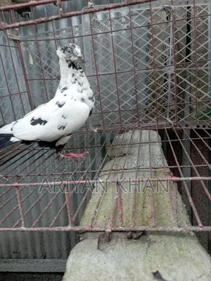 গিরিবাজ কবুতর