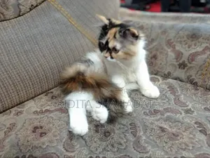 1-3 Months Female Purebred Persian