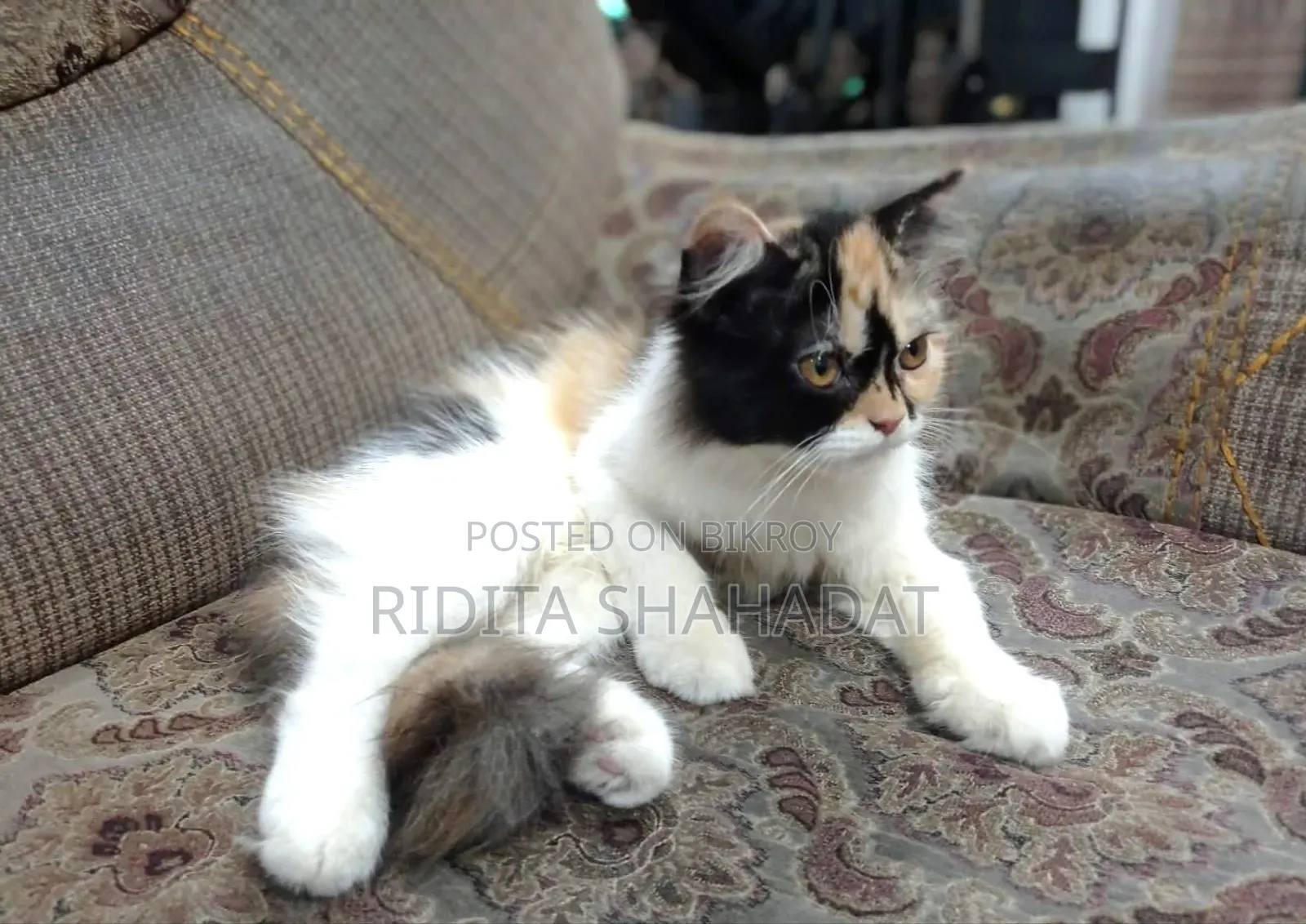 1-3 Months Female Purebred Persian
