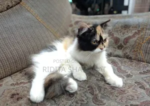 1-3 Months Female Purebred Persian