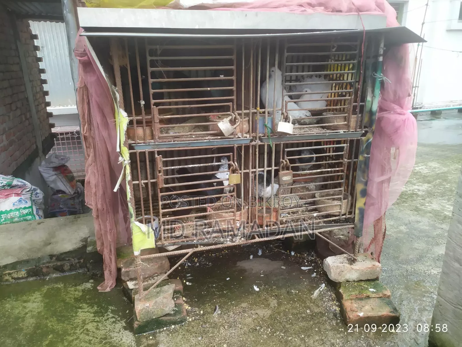 Pigeon Cage