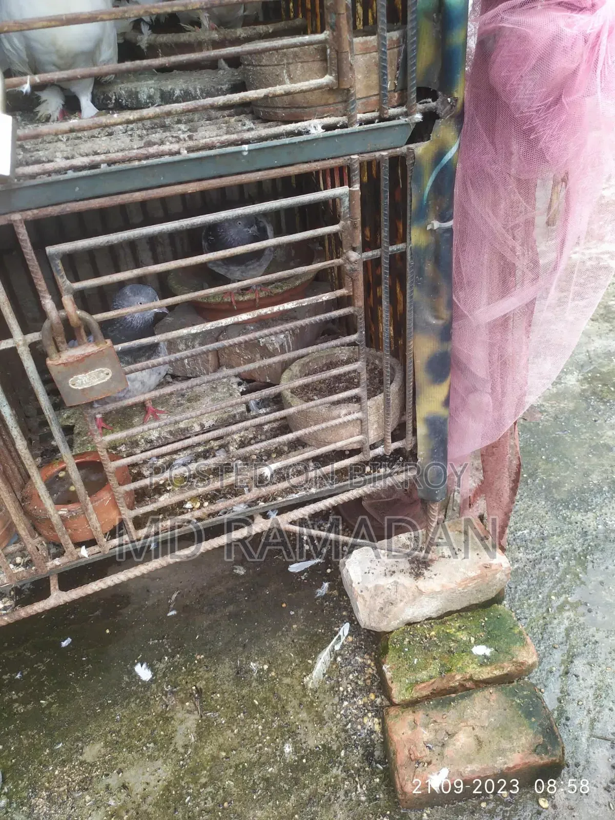 Pigeon Cage