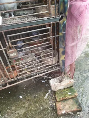 Pigeon Cage
