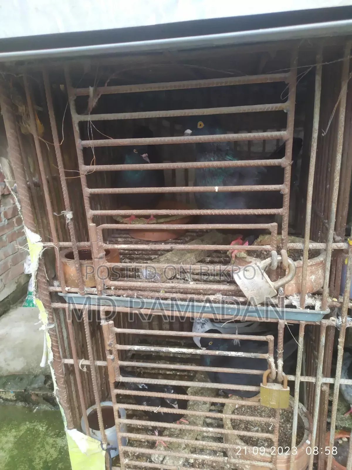 Pigeon Cage
