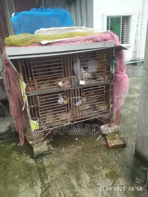 Pigeon Cage