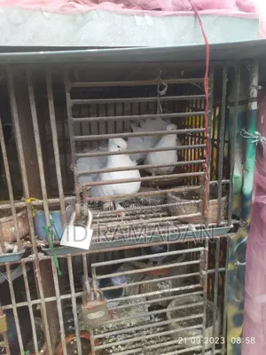 Pigeon Cage