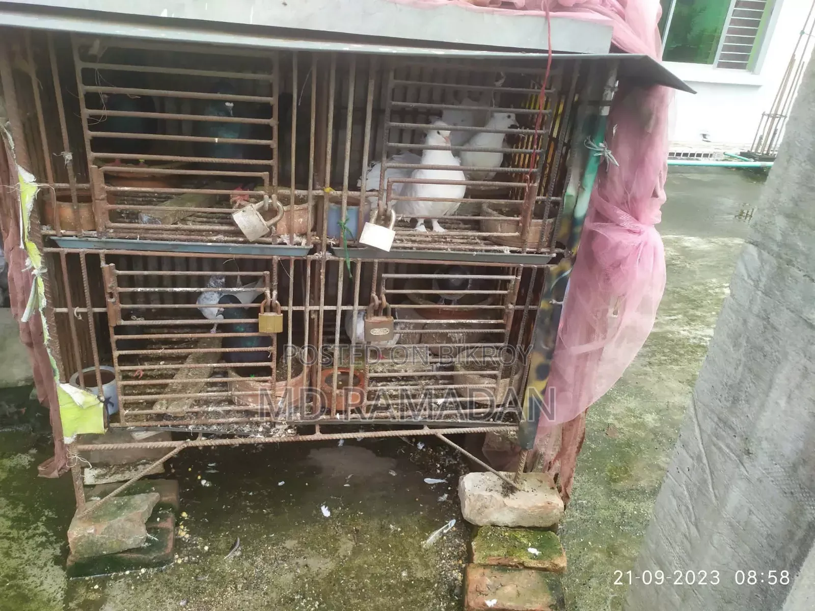 Pigeon Cage