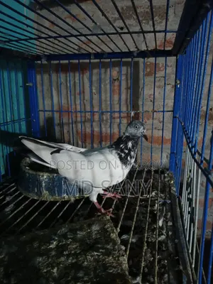 Some good pigeons
