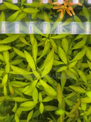 অ্যাকুরিয়ামের গাছ - লুডউইগিয়া পালুসট্রিস