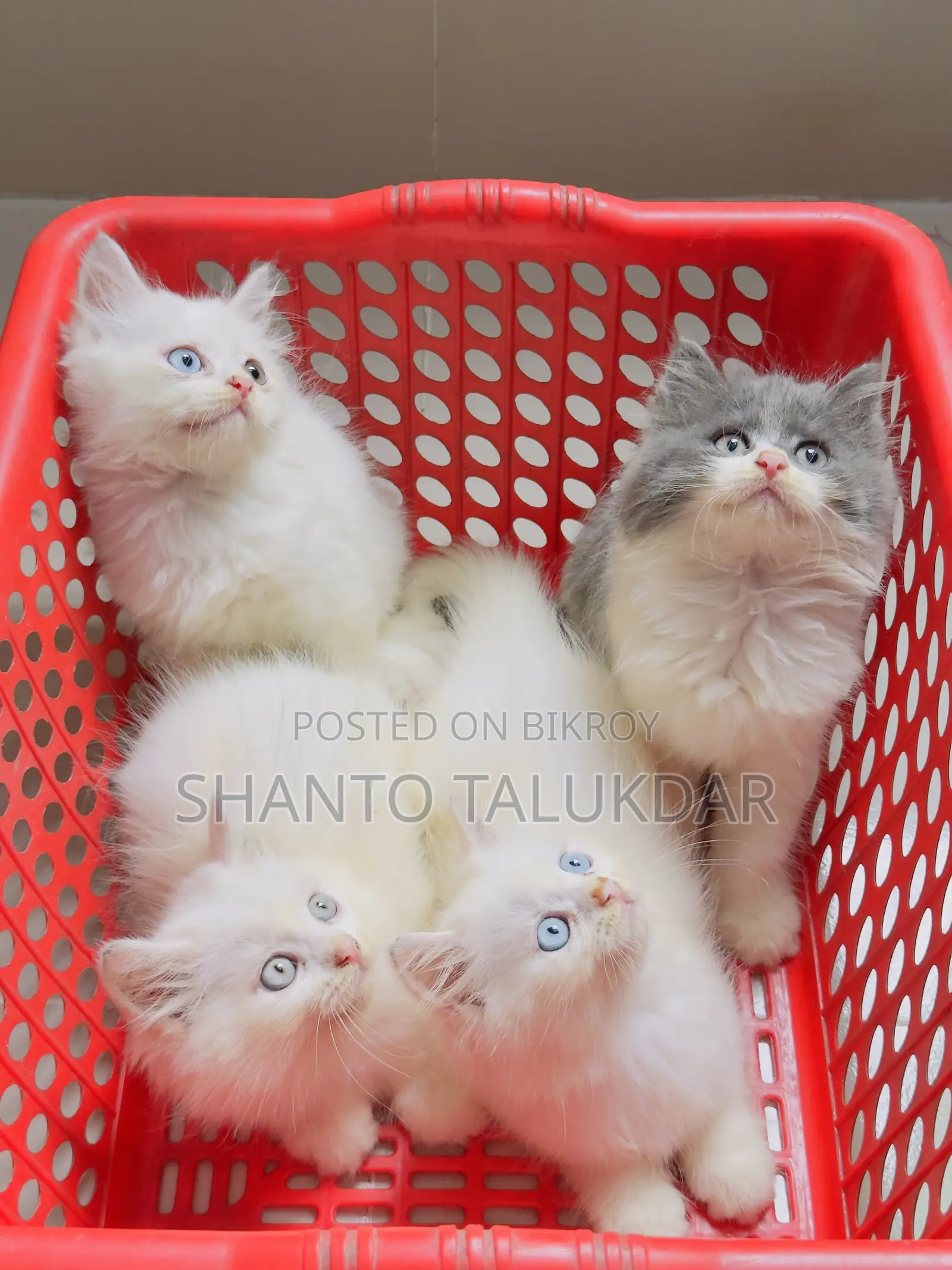 1-3 months Female Purebred Persian