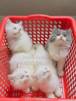 1-3 months Female Purebred Persian