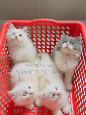 1-3 months Female Purebred Persian