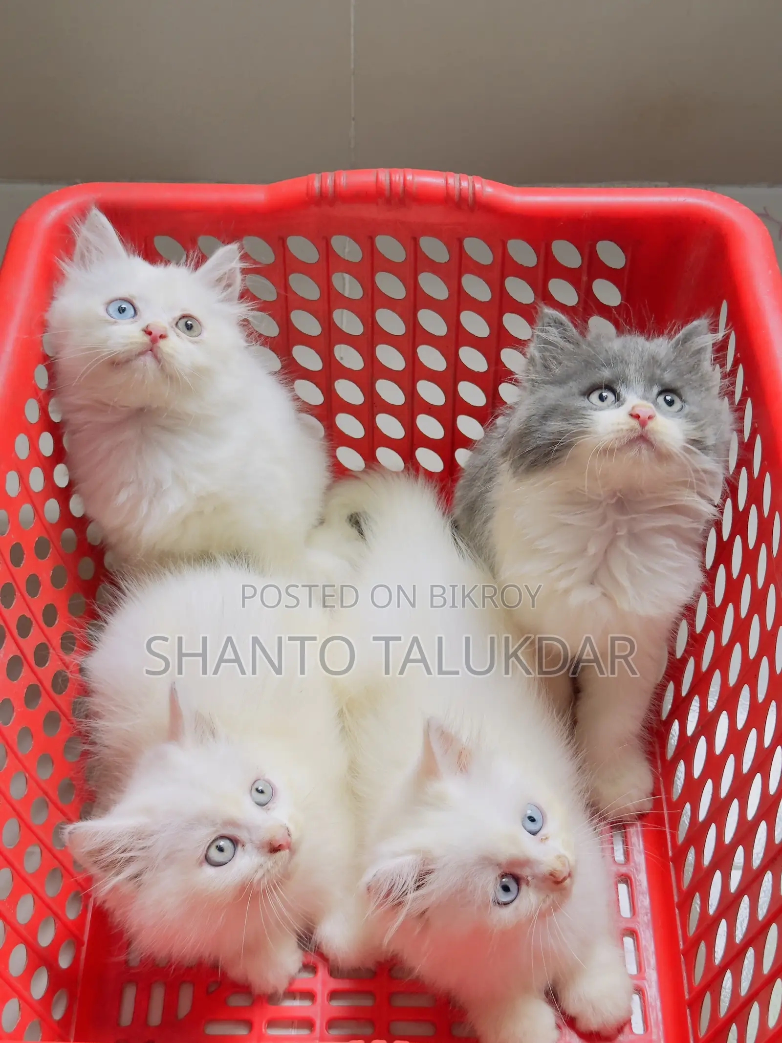 1-3 months Female Purebred Persian