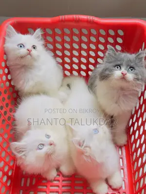 1-3 months Female Purebred Persian