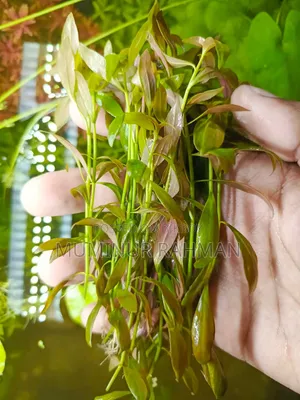 অ্যাকুরিয়ামের গাছ - লুডউইগিয়া নাতান্স সুপার রেড