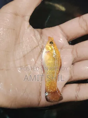 Rare Molly Fish Female