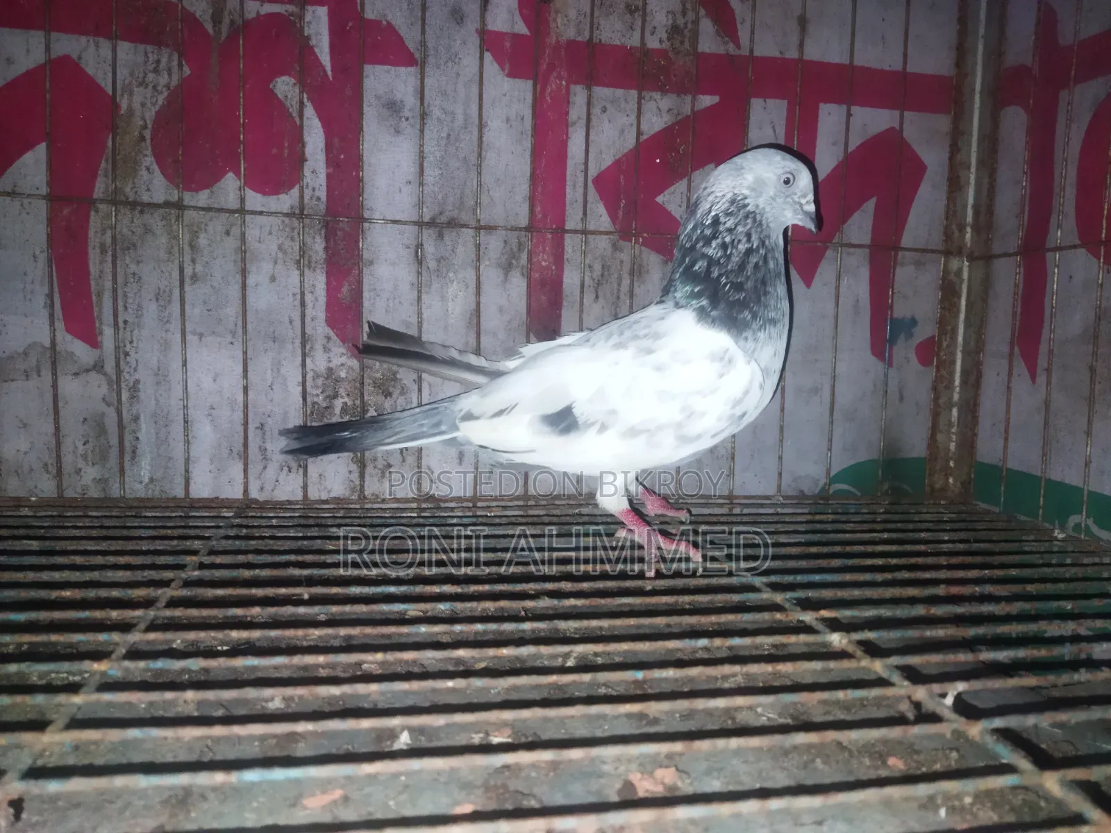 সিলবার নর সেল হবে