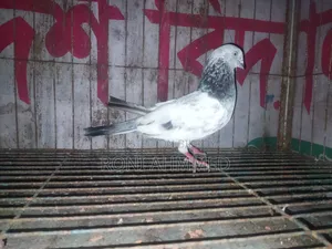 সিলবার নর সেল হবে