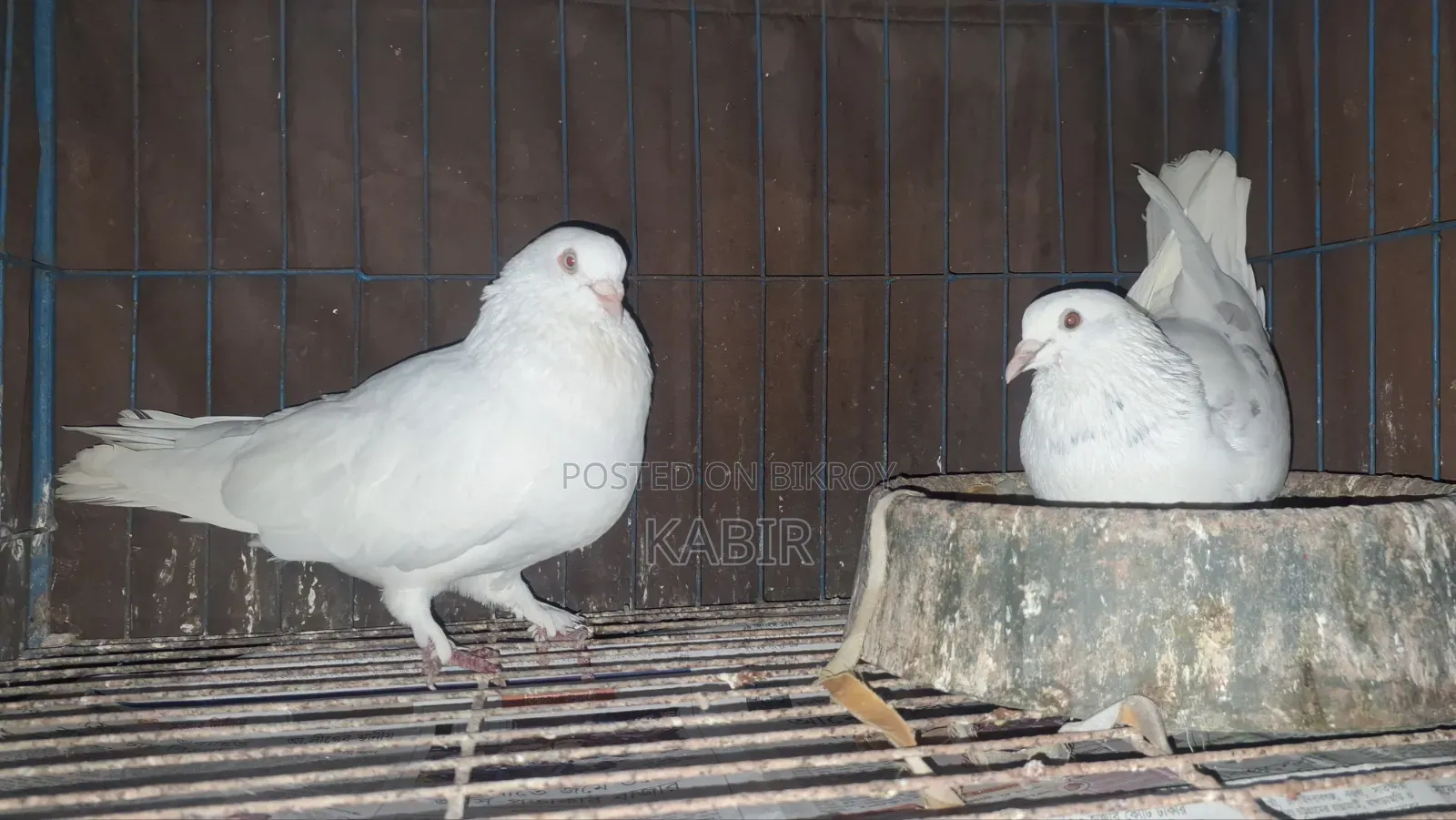 Pigeons (3 running pairs and one male)