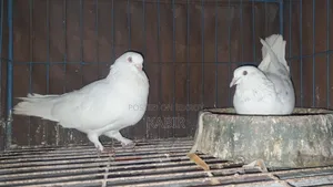 Pigeons (3 running pairs and one male)