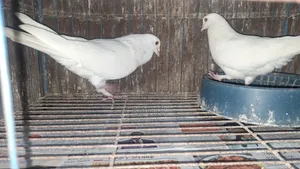 Pigeons (3 running pairs and one male)