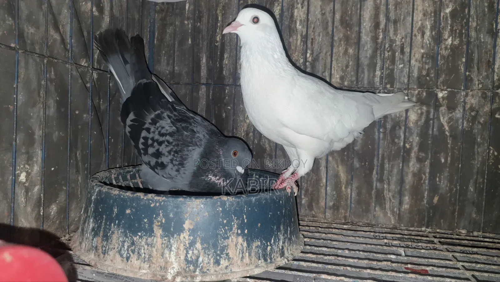Pigeons (3 running pairs and one male)