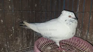 Pigeons (3 running pairs and one male)