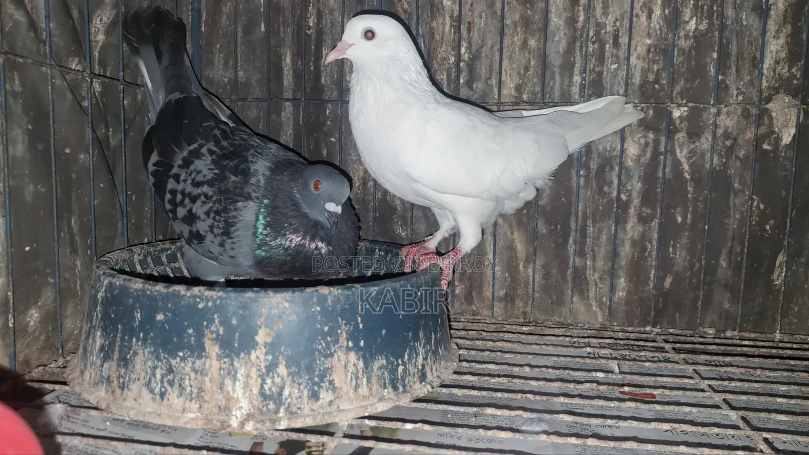 Pigeons (3 running pairs and one male)