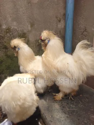 Silkie Brahma chicken for sale!!
