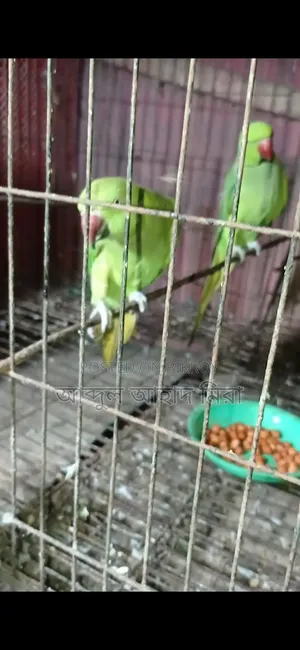ইন্ডিয়ান রিংনেট টিয়া পাখি
