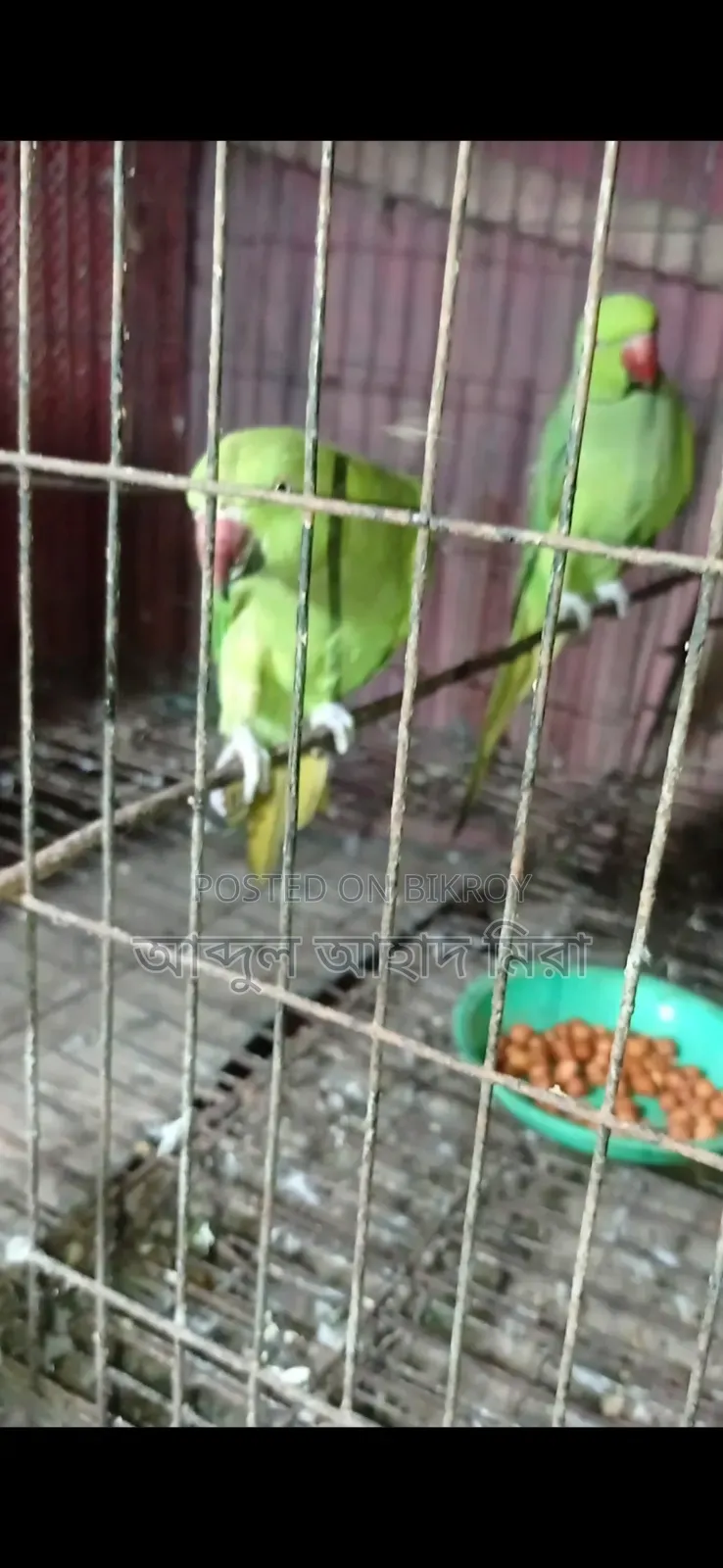 ইন্ডিয়ান রিংনেট টিয়া পাখি