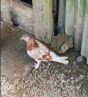 Two Pigeons