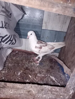 দুইটা কবুতর